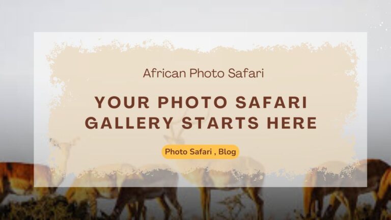 your-photo-safari-gallery