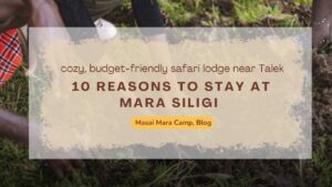 the-masai-mara-camp-10-reasons-to-stay-at-mara-siligi