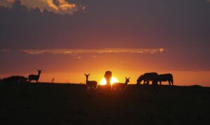 masai-mara-hotel