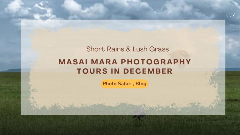 masai-mara-photography-tours-in-december-short-rains-lush-grass