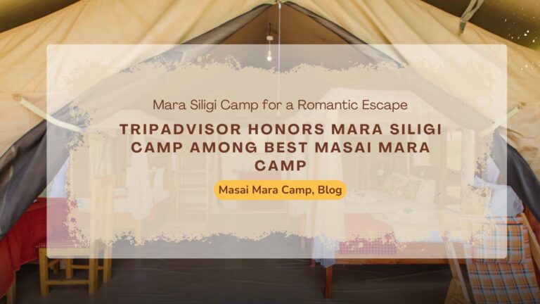 tripadvisor-honors-mara-siligi-camp-among-best-masai-mara-camps-and-lodges