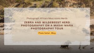 zebra-and-wildebeest-herd-on-a-masai-mara-photography-tour