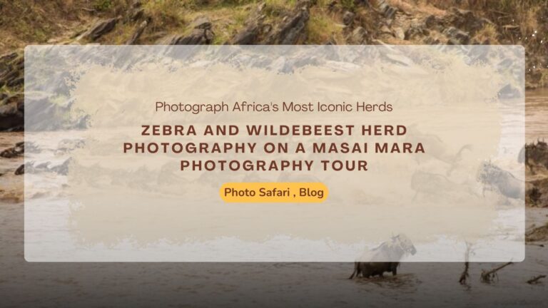 zebra-and-wildebeest-herd-on-a-masai-mara-photography-tour