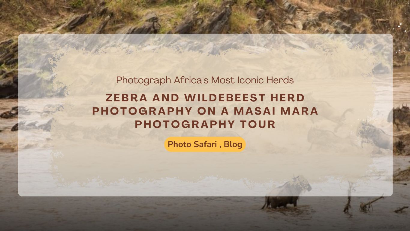 zebra-and-wildebeest-herd-on-a-masai-mara-photography-tour