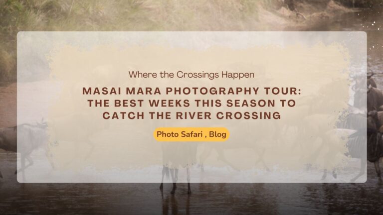 masai-mara-photography-tour-the-best-weeks-this-season-to-catch-the-river-crossing